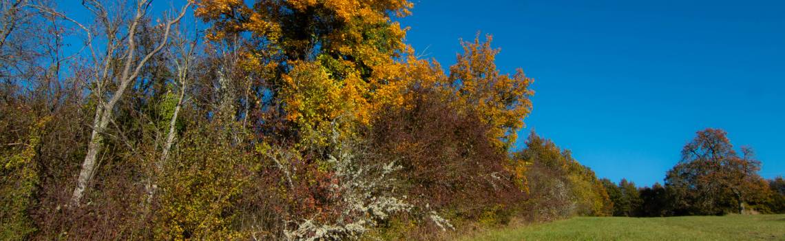Haie en Automne