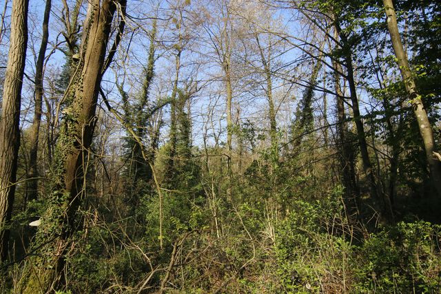 Forêt sauvage