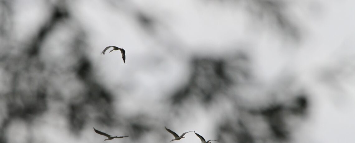 Les milieux rhénans, carrefour de migration